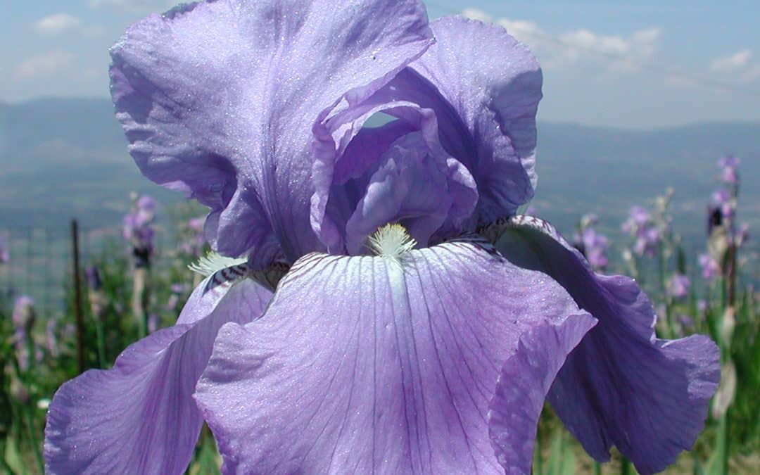 L’Iris