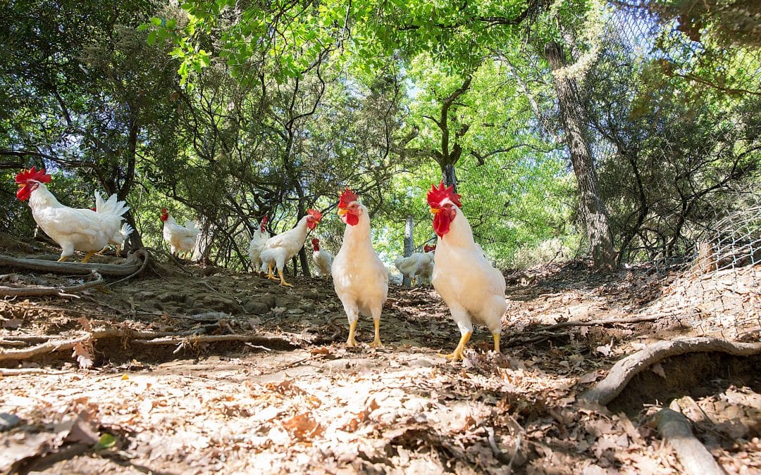Pollo del Valdarno e Valdarnese bianca