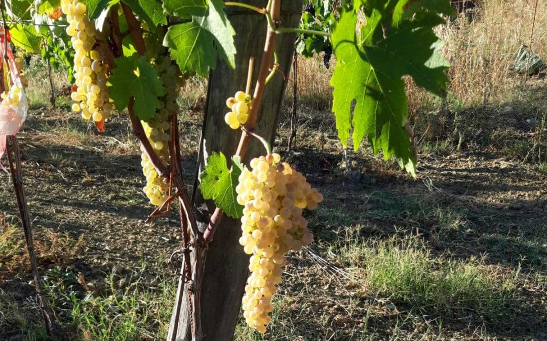 Azienda agricola Parigi Federica