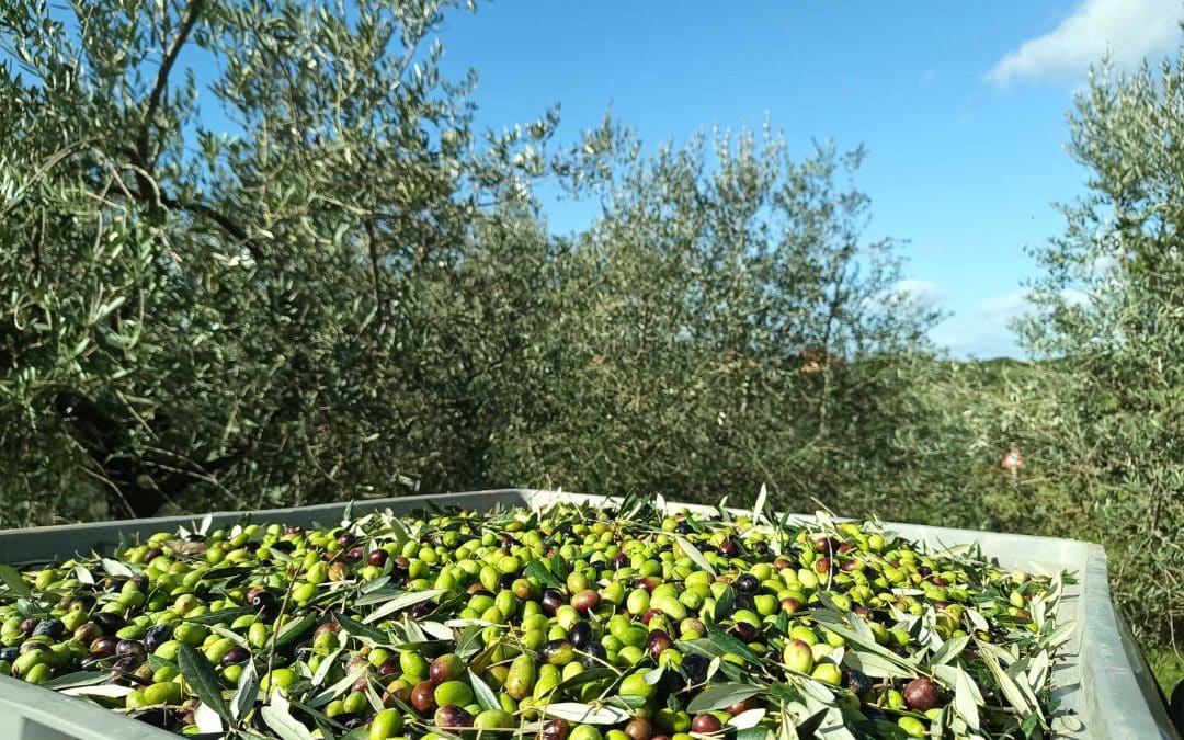 Azienda Agricola Le Fontacce