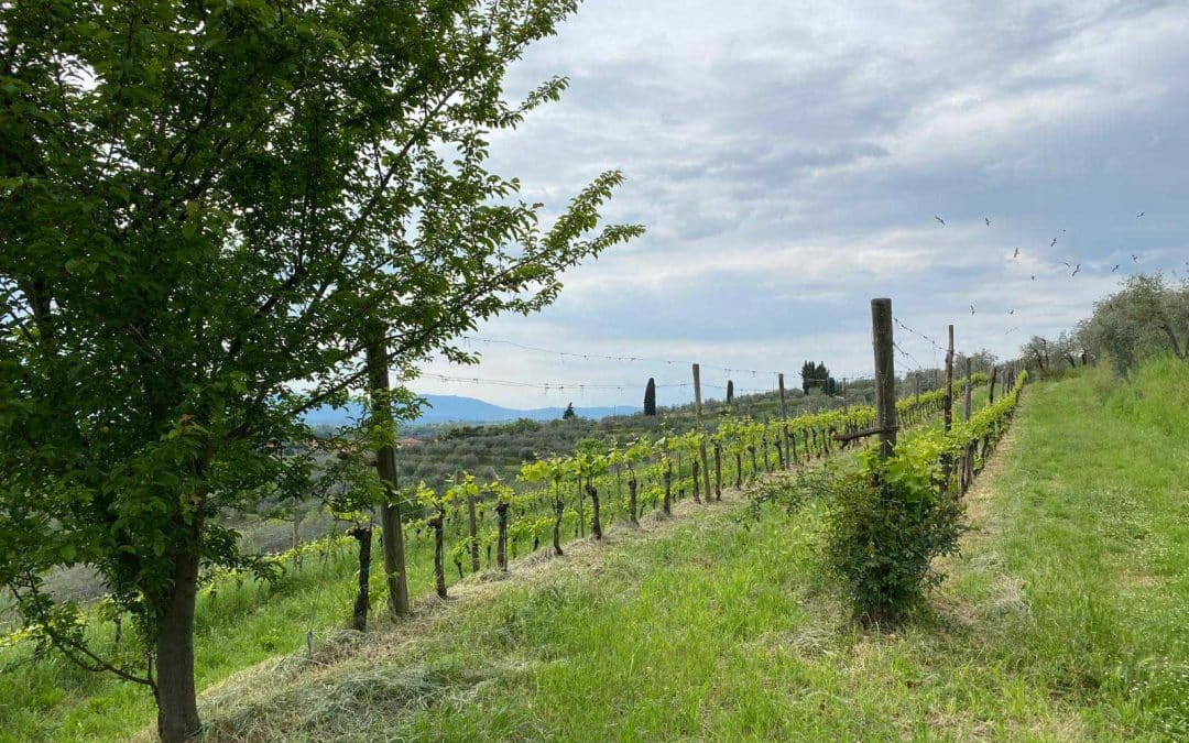 Azienda agricola Podere La Madia