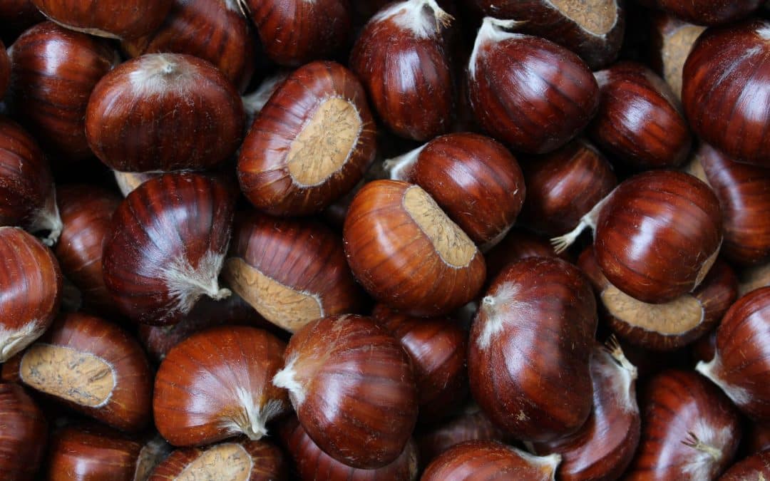 Castagna perella del Pratomagno