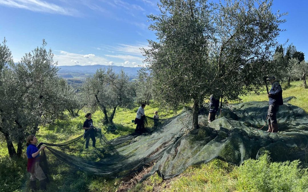 Azienda agricola Apparita